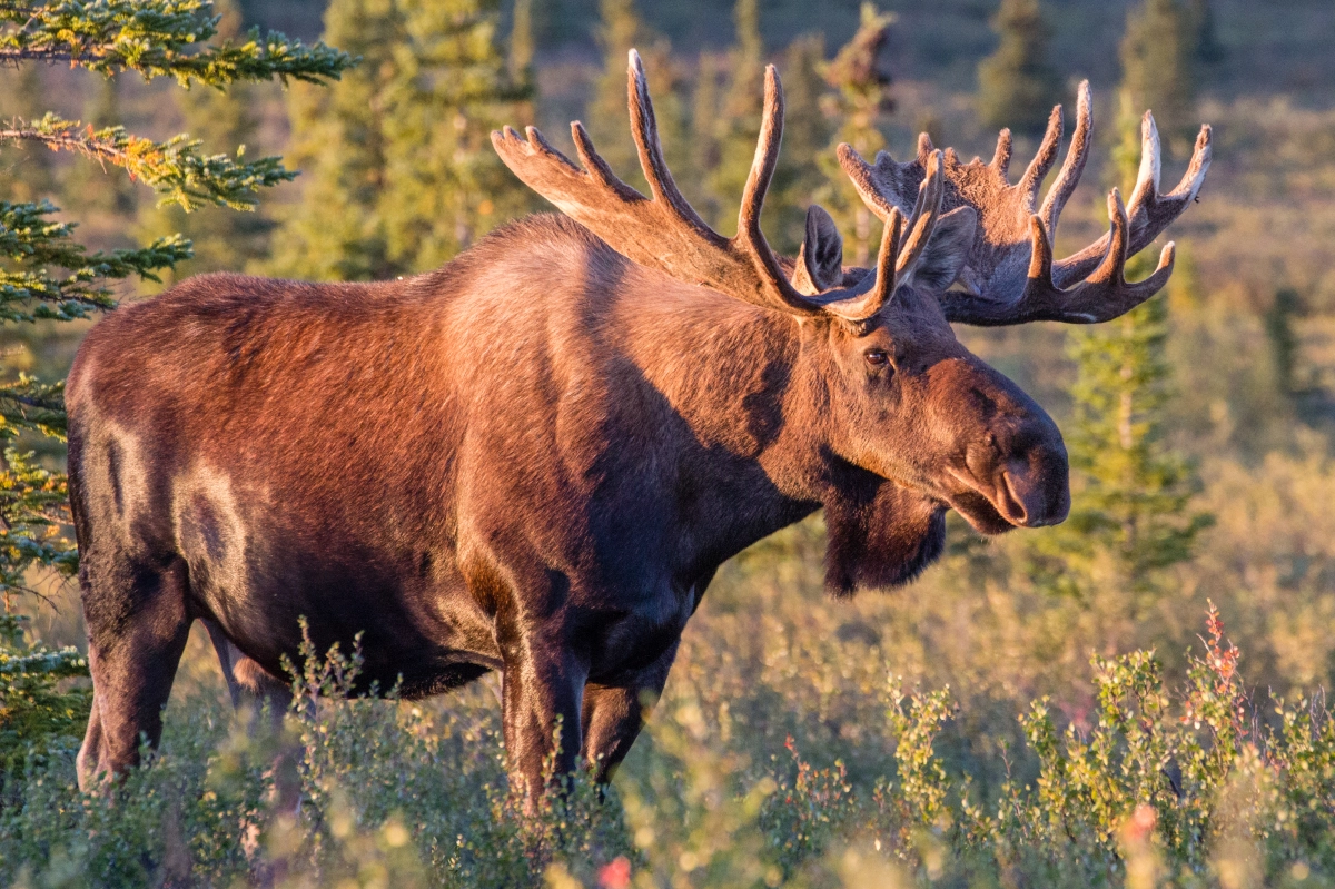 The Elusive, Ever-Present Moose (Updated) | Planet Bell