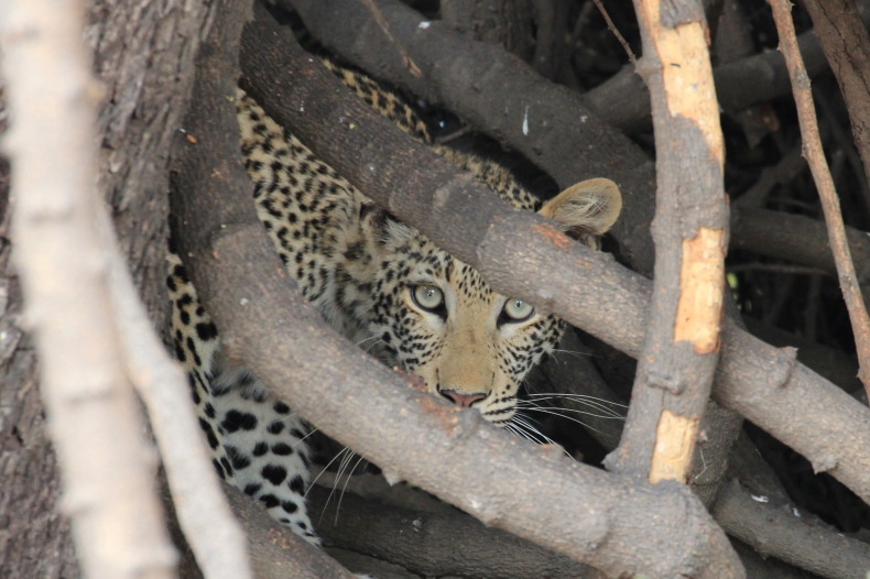 Leopard peering out from vines in a tree