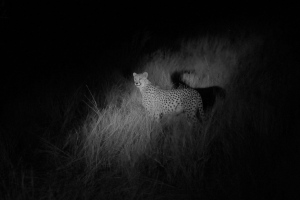 We saw this mother Cheetah with three cubs on the night drive. It was one of our wildlife highlights. 