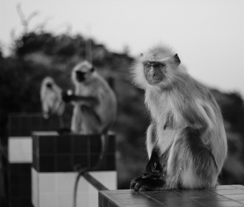 Pushkar monkeys