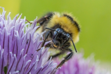 Bee on wildflower