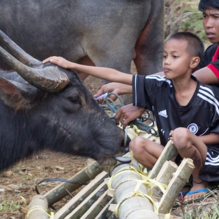 Toraja funeral buffalo