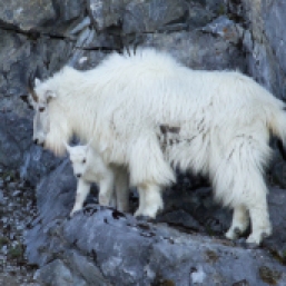 Mountain goats glacier Bay