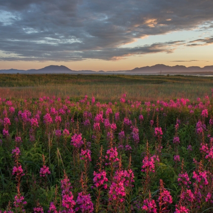 Sunset with fireweed.