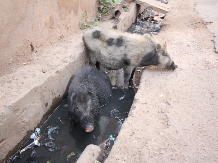 Pig poop India