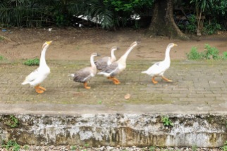 Yangon ducks