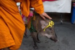 Monk with Pig in Bangkok
