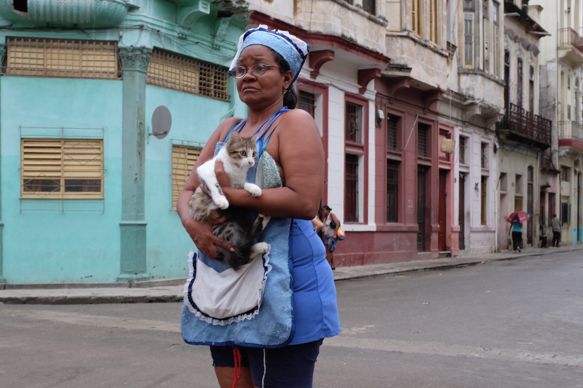 Cat in Havana